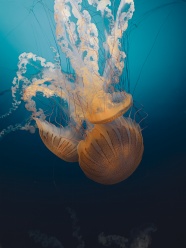 蓝色深海域水母图片