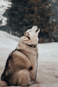 仰天长啸的狼犬图片