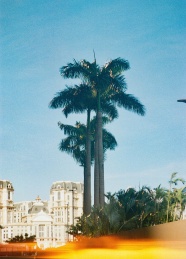 欧洲街头棕榈树和建筑图片