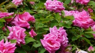 花园玫瑰花朵绽放图片