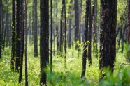 森林松树木景观图片