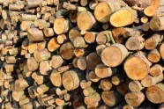 树木砍伐木材堆图片