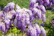 紫藤花花簇图片