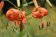 橙色百合花盛开图片