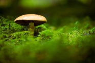 草丛自然蘑菇图片