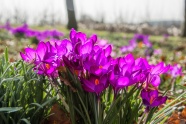 艳丽紫色番红花图片
