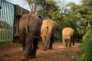 三只大象散步图片