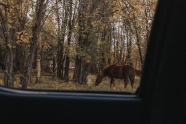一匹棕色马吃草图片