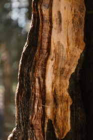 棕色树干特写摄影图片