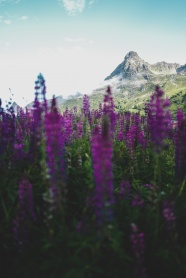 紫色花丛和远山图片