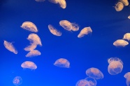 透明海洋水母图片
