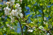 樱花枝白色花盛开图片