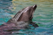 海洋馆海豚游泳图片