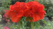 大红色天竺葵花朵图片