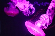 水族馆玫瑰色海蜇图片