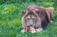 大狮子进食图片