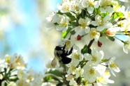 樱花蜜蜂授粉图片