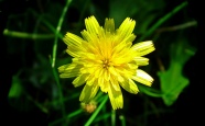 黄色菊苣花朵图片