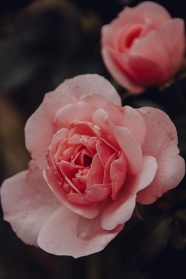 微距粉色花卉图片