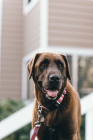 黑色导盲犬图片