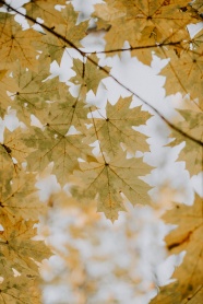 秋天枝头枫叶图片