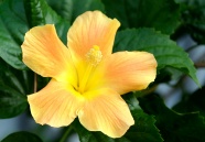 黄色芙蓉花朵盛开图片