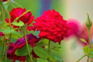 摄影红玫瑰花朵图片