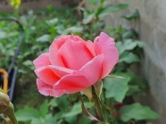 粉红色玫瑰花朵开放图片