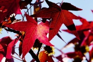 红色秋天枫树叶图片