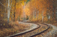 贯穿白桦林的铁路轨道图片