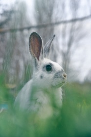 草丛小兔子图片