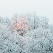 冬季唯美雾凇风景图片