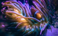 海底海葵小丑鱼图片