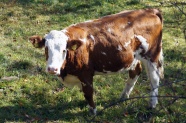 农场哺乳奶牛图片