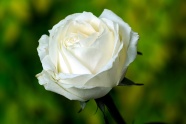 白色玫瑰花苞图片