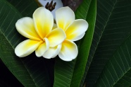 姜黄色鸡蛋花花朵图片