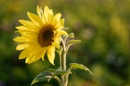 黄色小花朵向日葵图片
