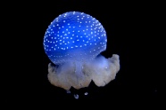 海洋透明蓝色水母图片