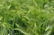 未成熟绿色小麦麦穗图片