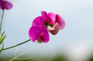 紫色蝴蝶兰花朵摄影图片