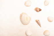 夏季风贝壳背景图片