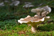 盘状真菌蘑菇图片