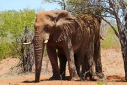 非洲丛林大型野生象图片