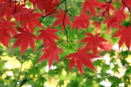 秋天火红枫树叶图片