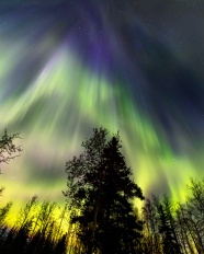 森林上空的北极光图片