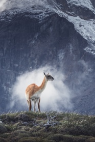 鹿科动物图片