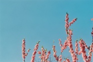 湛蓝色天空樱花图片
