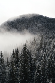 云雾缭绕下的树林图片