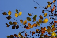 秋天黄叶风景图片