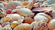 海螺贝壳素材图片